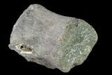 Fossil Whale Lumbar Vertebra - South Carolina #137594-2